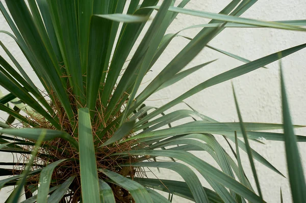 Palma del sur o dracaena contra una pared de textura blanca. Vegetación del sur, botánica —  Fotos de Stock