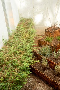 Basamaklı bir bahçe süs bitkileri passirovannogo ile ağaçtan. Süsleme ve dekor Bahçe, Park, Bahçe