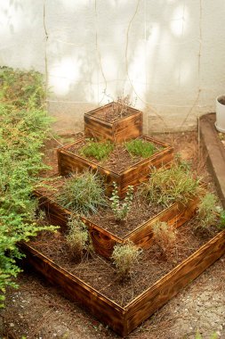 Basamaklı bir bahçe süs bitkileri passirovannogo ile ağaçtan. Süsleme ve dekor Bahçe, Park, Bahçe