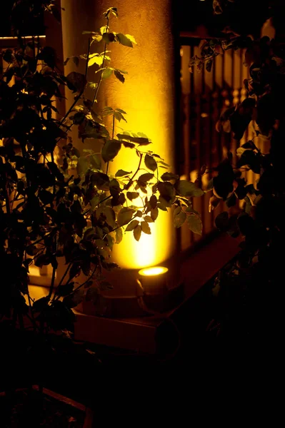 Follaje con iluminación nocturna de neón brillante.Fondo abstracto — Foto de Stock
