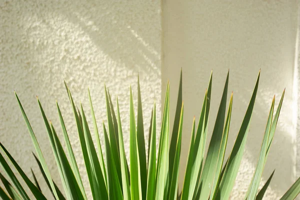 Palma del sur o dracaena contra una pared de textura blanca. Vegetación del sur, botánica —  Fotos de Stock