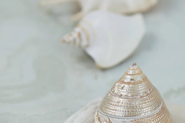 Rêve de la mer. Coquilles, nacre, fond clair — Photo