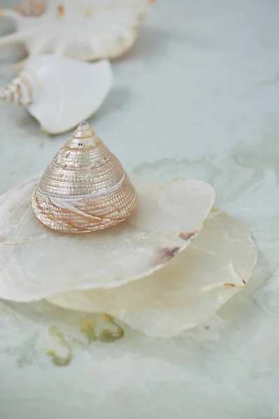 Sonhos sobre o mar. Conchas, mãe de pérola, fundo claro — Fotografia de Stock