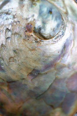 Doku. Büyük annesi inci kabuğu. Makro. Dünya deniz yaşamı