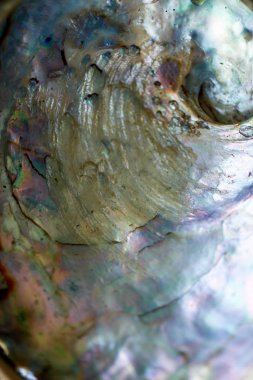 Doku. Büyük annesi inci kabuğu. Makro. Dünya deniz yaşamı