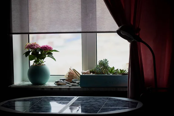 Μια κατσαρόλα με ροζ ορτανσίες στο σπίτι. Το χειμώνα. Ανθοφορία των φυτών σε ένα ποτ. — Φωτογραφία Αρχείου