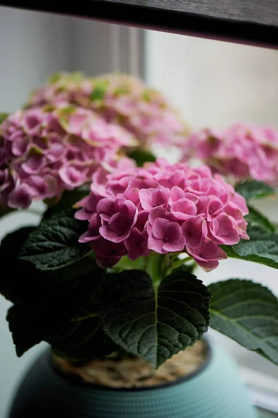 Hrnec růžové hortenzie v domácnosti. V zimě. Kvetoucí rostlina v květináči. — Stock fotografie