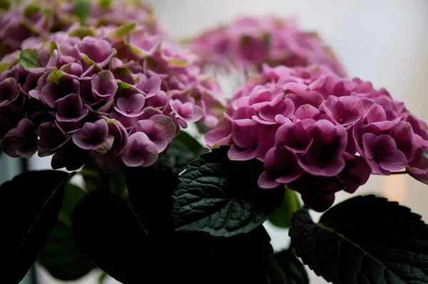 Hrnec růžové hortenzie v domácnosti. V zimě. Kvetoucí rostlina v květináči. — Stock fotografie