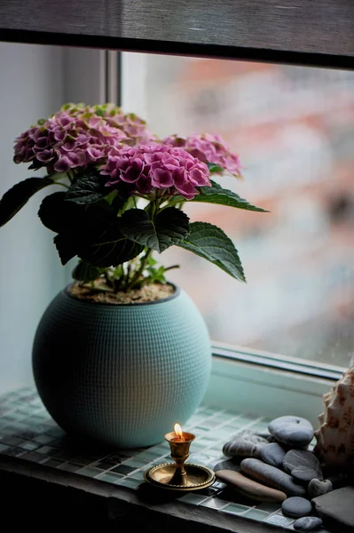 Um pote de hortênsia rosa na casa.No inverno. Planta florida em um pote . — Fotografia de Stock