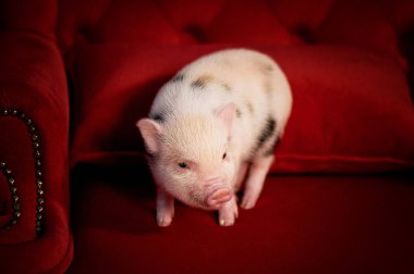 Küçük cüce domuz, minipig. Yeni 2019 sembolü. A evde beslenen hayvan. Açık renkli lekeler ile.