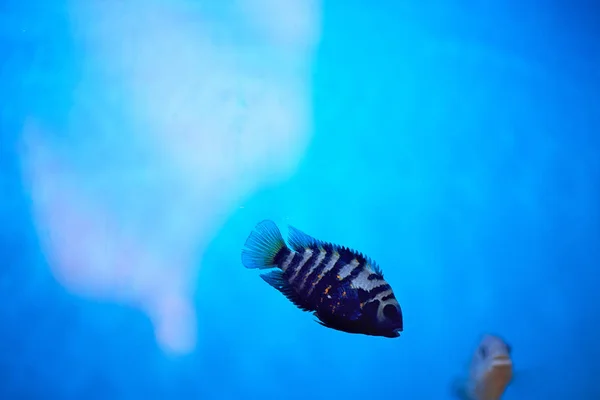 Le cichlasome rayé noir nage dans l'eau bleue de l'aquarium.Aquariums . — Photo