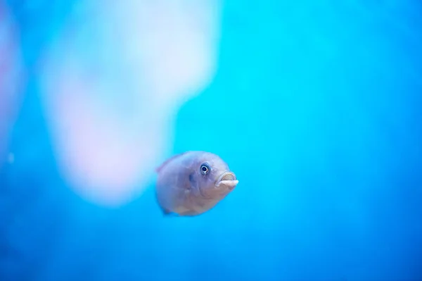 Cichlid Malawian no fundo da água azul do aquário.Aquários — Fotografia de Stock