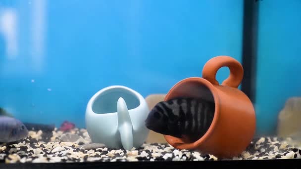 Černé pruhované cichlasoma hájí své území v akváriu. Akvária. — Stock video
