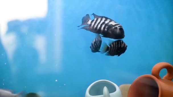 Eine Familie Schwarzgestreifter Buntbarsche Schwimmt Scharen Zwei Weibchen Und Ein — Stockvideo