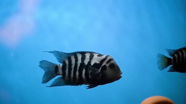 Černé pruhované cichlasoma plave v modré akvarijní vody. Akvária. — Stock video