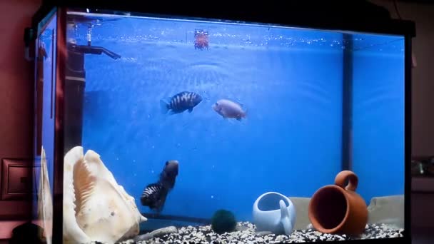 Cichlasoma azul y cíclido malauí de rayas negras nadando en agua azul del acuario.Acuarios. Alimentación de gusanos de sangre . — Vídeos de Stock