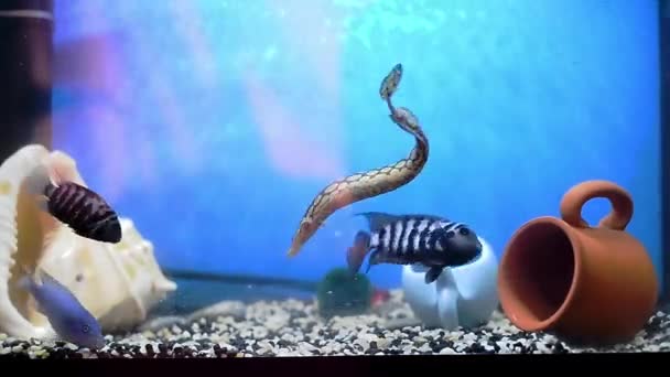 Macrognathus a černé pruhované cichlasoma připojil boj o jídlo. Krmení dravých ryb. Akvária. — Stock video