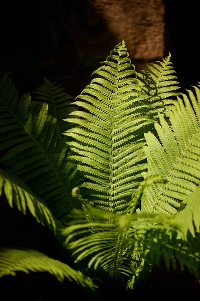 Helecho en el bosque iluminado por luz duro.Naturaleza y vegetación . —  Fotos de Stock