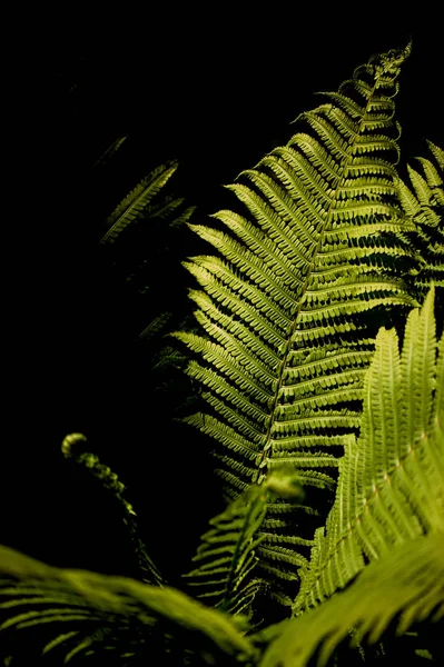 Varen in het bos verlicht door hard licht. Natuur en groen. — Stockfoto