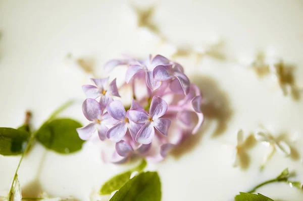 Lilac a tej. Érzékenység és a légszomj. Szorosan — Stock Fotó