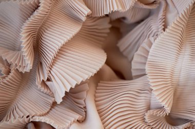 Şifon ripple krem renkli, toz gölge. Doku yakın.