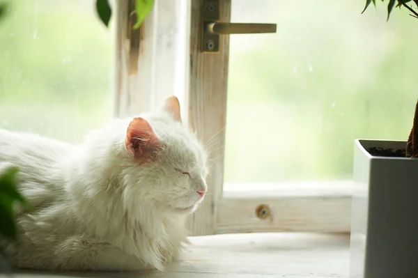 Белая кошка спит на подоконнике у окна. Рядом с тарелкой с зелеными плантациями. — стоковое фото