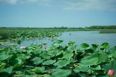 Egzotik pembe Lotus. Kırmızı kitap. Lotus Vadisi