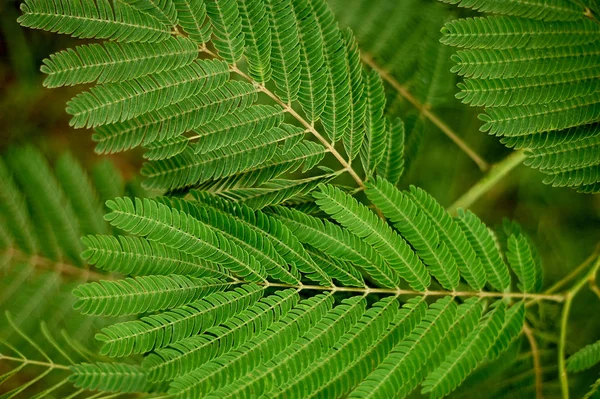 La textura de las hojas de acacia.Macros cerrar. Frescura y belleza de la naturaleza —  Fotos de Stock