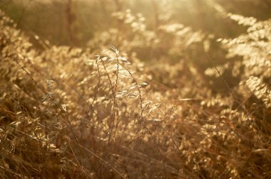 Otların dokusu, otlar. Yakın. Çiftlik ve botanik.