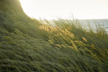 Deniz deki çimenler, batan güneşle aydınlatılmış. Tahıl.
