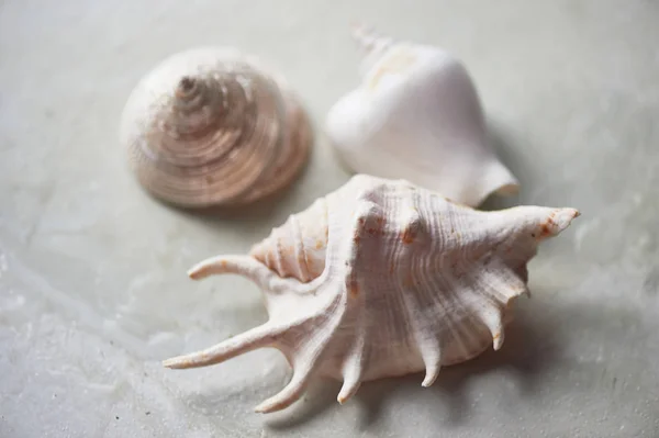 Coleção do mar em fundo de mármore cinza. Seashells em cores claras . — Fotografia de Stock