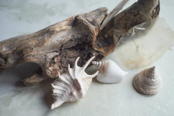 Colección de mar sobre fondo de mármol gris — Foto de Stock