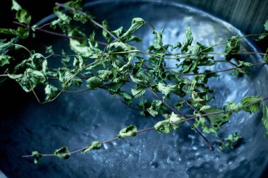 A sprig of dried mint on a ceramic plate. Preparations for the winter.Dried herb.