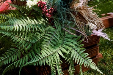 Ahşap bir kutuda eğreltiotu. Ormanda düğün dekoru. Düğün çiçekçisi olarak. Makro.