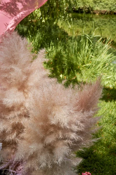 Pampas in der Natur. Hochzeitsdekoration, Floristik. Trend des Jahres, Makro. — Stockfoto