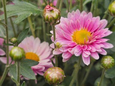 Bahçedeki güzel çiçekler