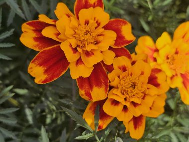 Bahçedeki güzel çiçekler