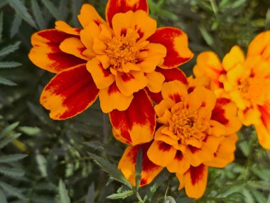 Bahçedeki güzel çiçekler