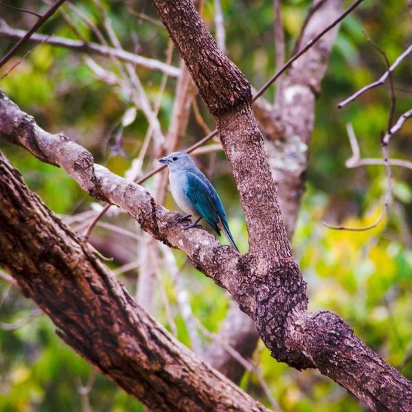 Oiseau Bleu Sur Arbre — Photo