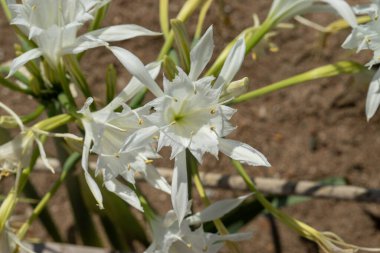 Açık yeşil saplı birkaç beyaz Örümcek Zambağı çiçeğinin yakın plan görüntüsü soluk kahverengi arka plan.