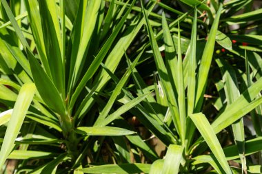 Uzun, sivri yapraklı yeşil yukka bitkilerinin yakın çekimi. Güneş ışığı, yapraklarda gölgeler ve gölgeler yaratır..
