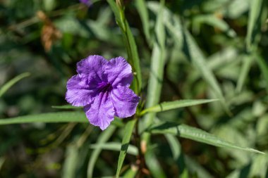 Canlı, mor Ruellia simplex çiçeğine yakın plan yeşil yapraklarla çevrili..
