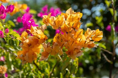 Odak noktasında sarı-turuncu bougainvillea çiçekleri yakın plan, arka planda bulanık pembe bougainvillea ve yeşil yapraklar.