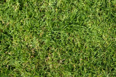 Yoğun yeşil çimenlerin tam çerçeve görüntüsü, renk ve doku değişiklikleri doğal büyüme göstermektedir..