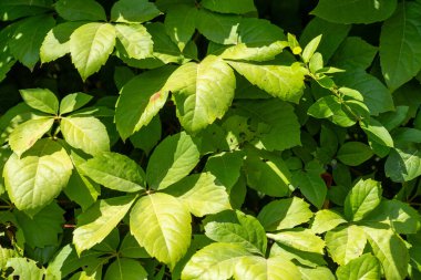 Canlı yeşil yapraklara yakın çekim, güneş ışığı onların dokusunu aydınlatıyor, gölgelerin derinliklerinde derinlik yaratıyor..
