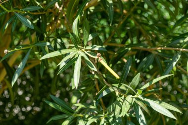 Yeşil zakkum yaprakları ve dallara yakın plan, bazıları odaklı, bazıları bulanık.