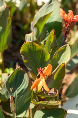 Canna Lily bitkilerinin yakın çekimi. İki canlı portakal çiçeği, büyük yeşil yaprakların arka planında göze çarpar..