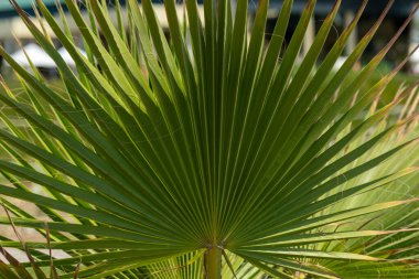 Fan palmiye yaprağının yakın çekimi. Işık saçan yeşil yapraklar çerçeveye hakim, bazıları kahverengi uçlu. Doğal güneş ışığı dokuyu vurgular.