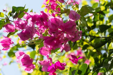 Pembe bougainvillea çiçeklerinin ve yeşil yaprakların yakın plan çekimi..