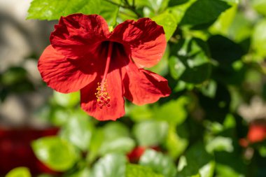 Arka planda yeşil yapraklar olan kırmızı bir amber çiçeğinin yakın çekimi. Çiçeğin detaylarına odaklan..